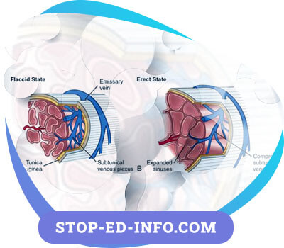 Erectile Function